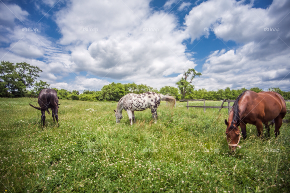 pennsylvania farmland horses hdr by stockelements