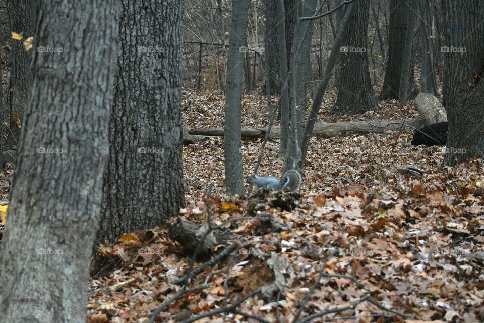 catching squirls on camera