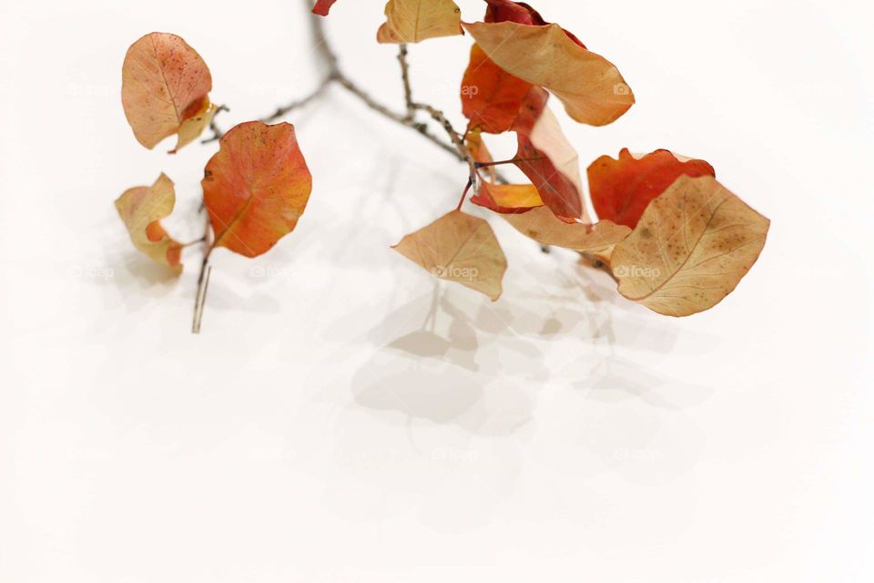 Autumn dry leaves