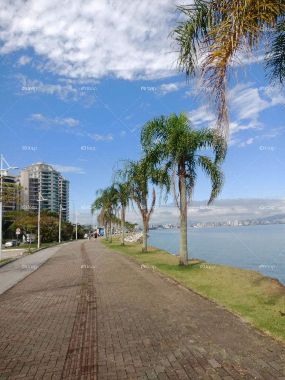 Beira -Mar avenue in Florianópolis (island), walking and cicling pathway,  with coconut trees