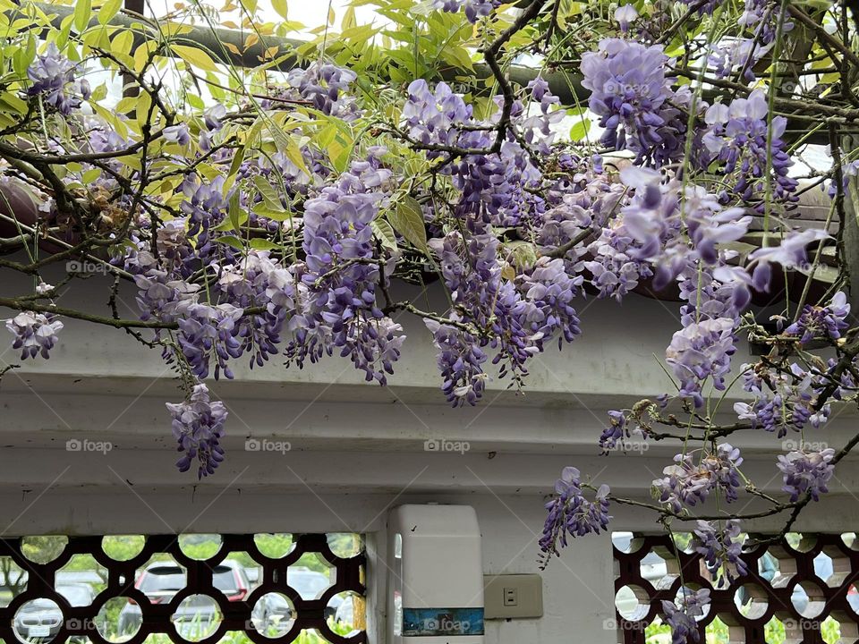 Wisteria flower in Yang Ming Shan 