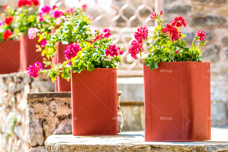 Red Geraniums In Flower Pots
