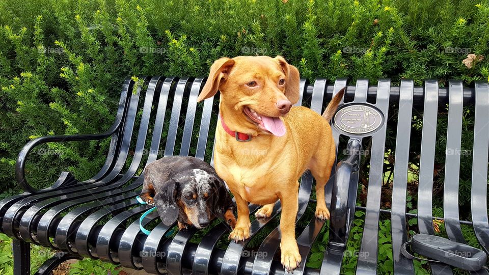 Pups on a park bench