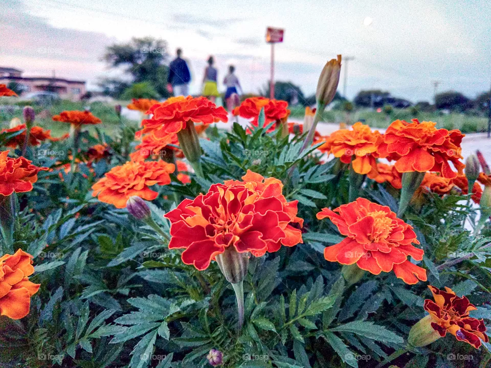 Walk in the park