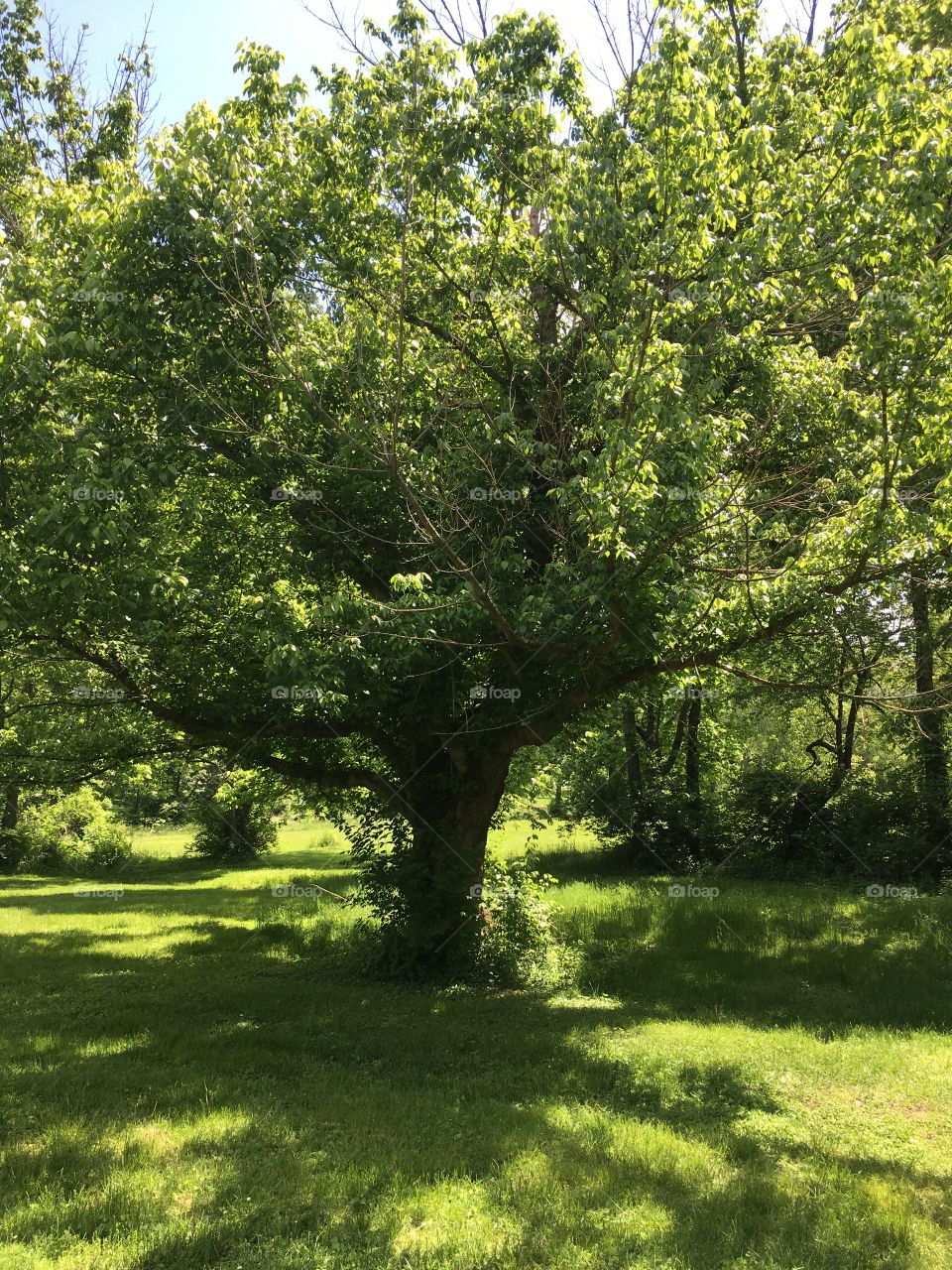 An old tree standing tall in the field