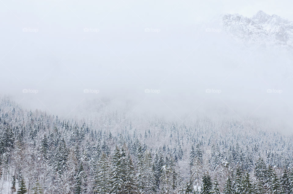 Scenic view of winter landscape with snowcovered trees in forest foggy Alps mountains, Slovenia.