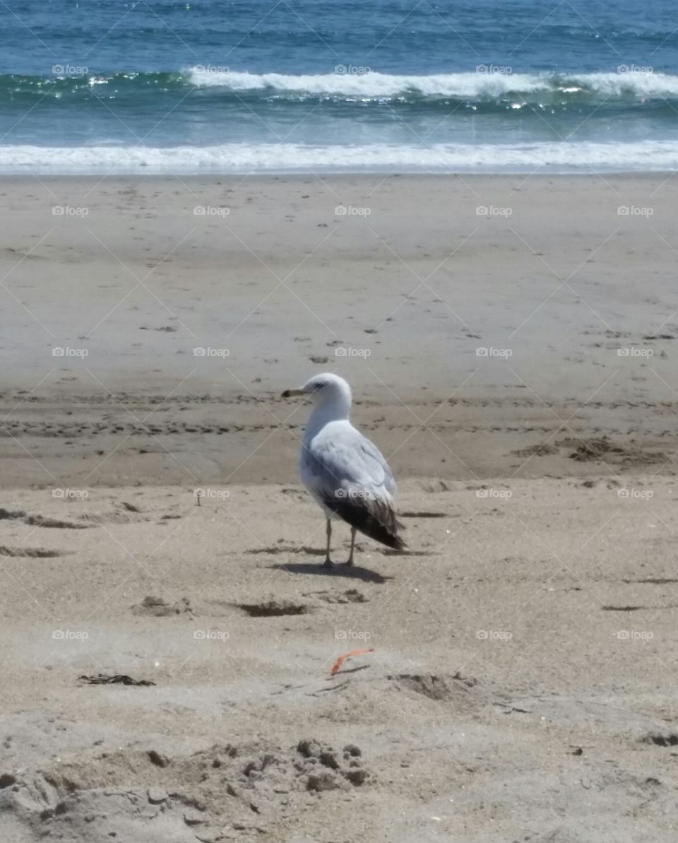 seagull on beach. 1st time at the beach this yr