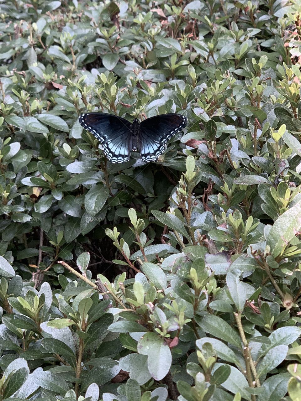Butterfly in the bushes