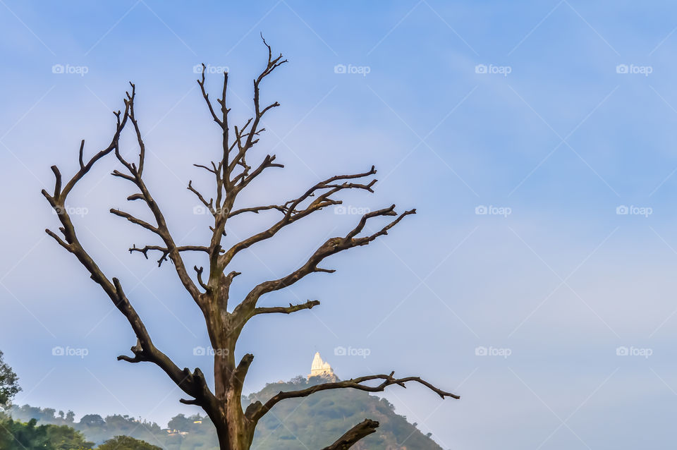 Winter landscape The branch of trees on the blue sky Angle view from below of tree branches covered in against white clouds in a blue sky during the winter season. nature with background concept