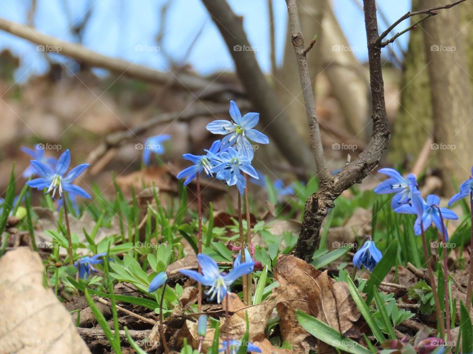 Flowers in the spring forest