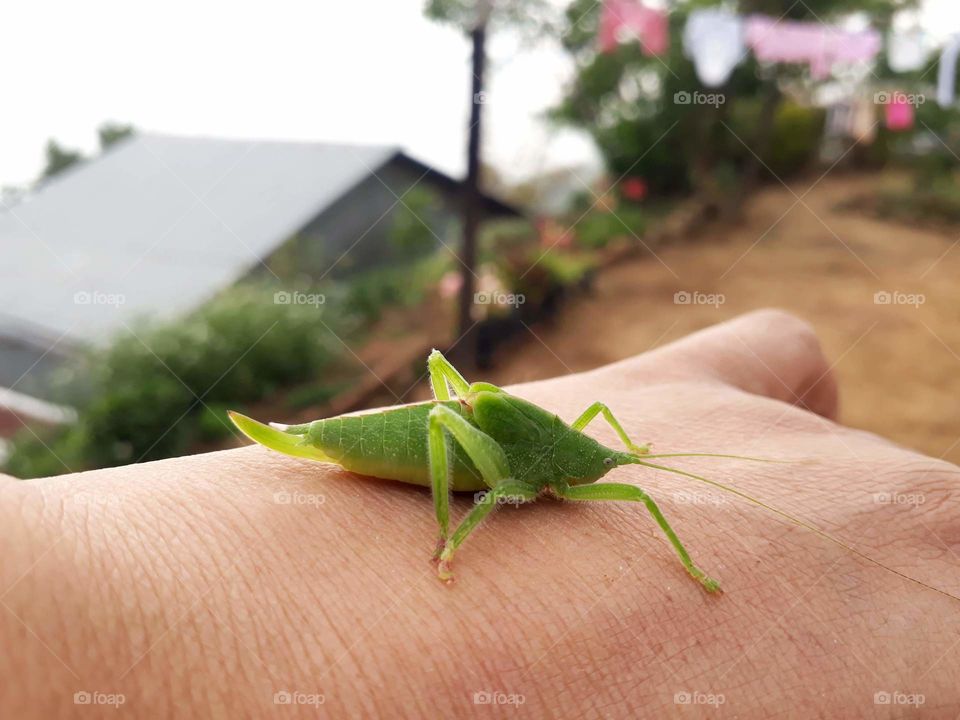 Insects and species of India