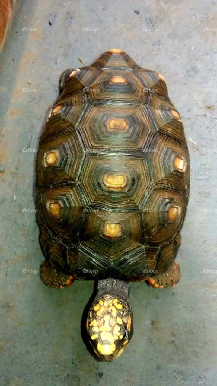 This is a Jabuti a brazilian turtle