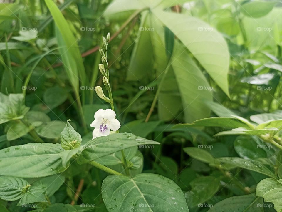 Close-up view of small white flowers on a green background consisting of various types of leaves and plants