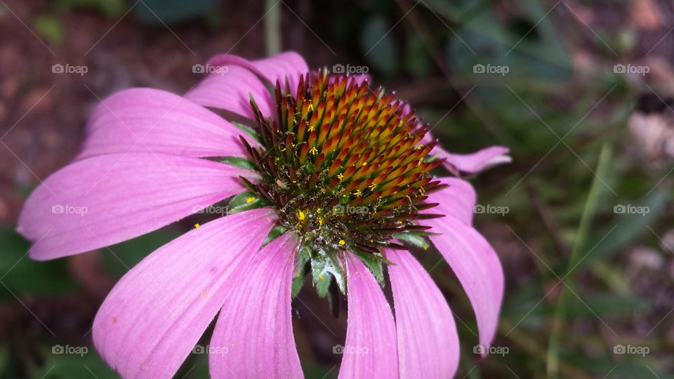 purple cone flower