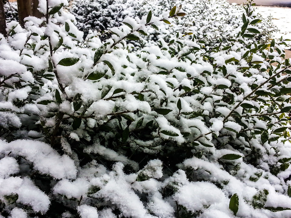 Snow-capped Bushes