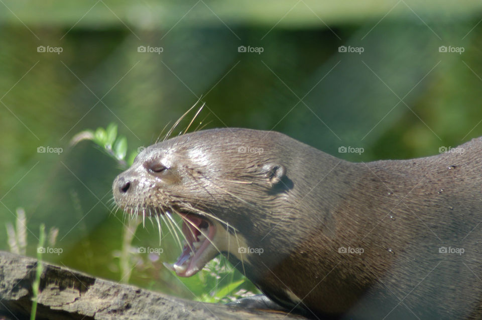 yawning giant otter by stevephot