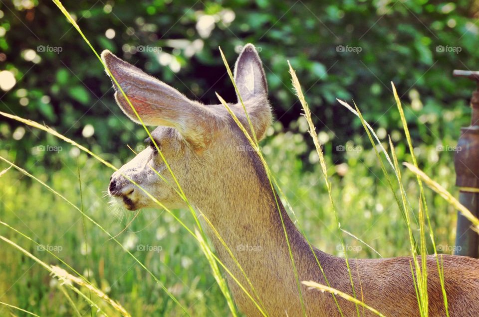 Deer in the spring medows