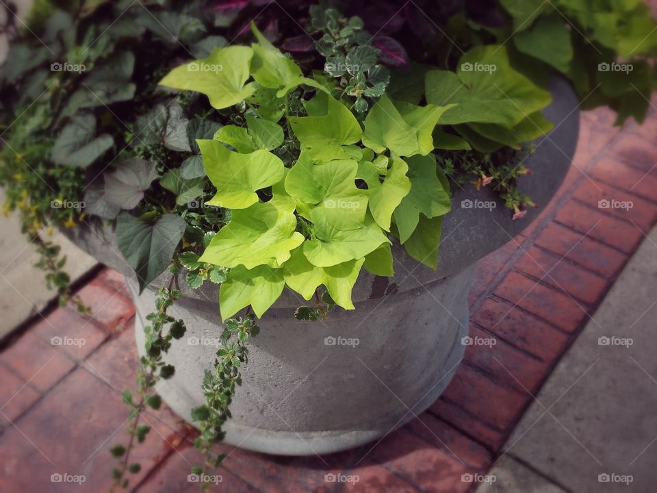 Close-up of a potted plant