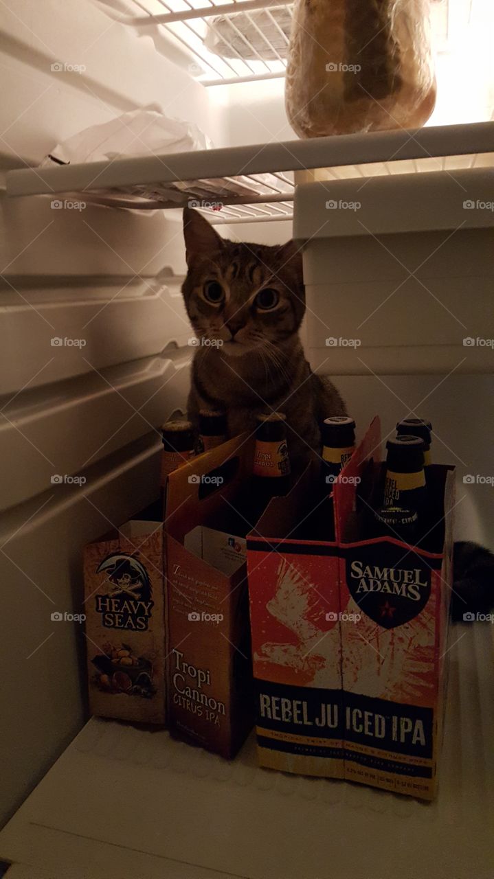 bartender cat