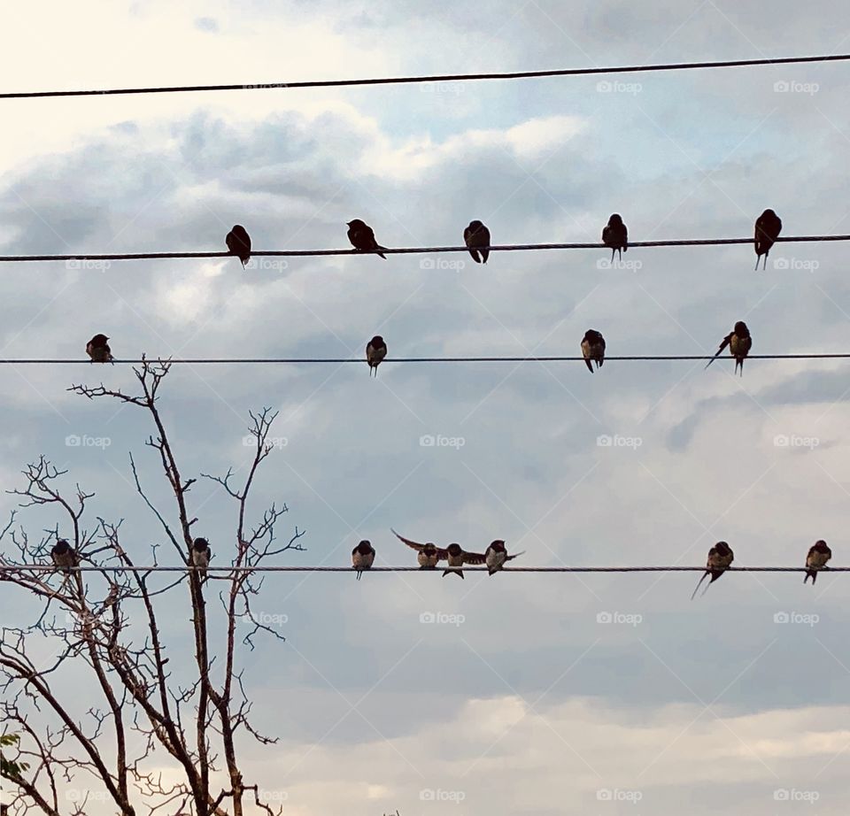 Let’s sing a nice song with birds.