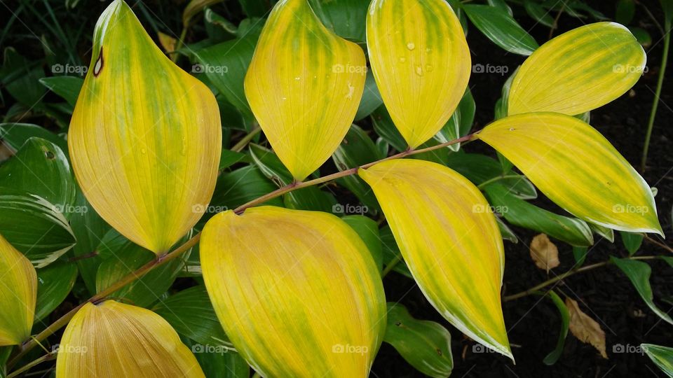 Leaf, Nature, No Person, Flora, Garden