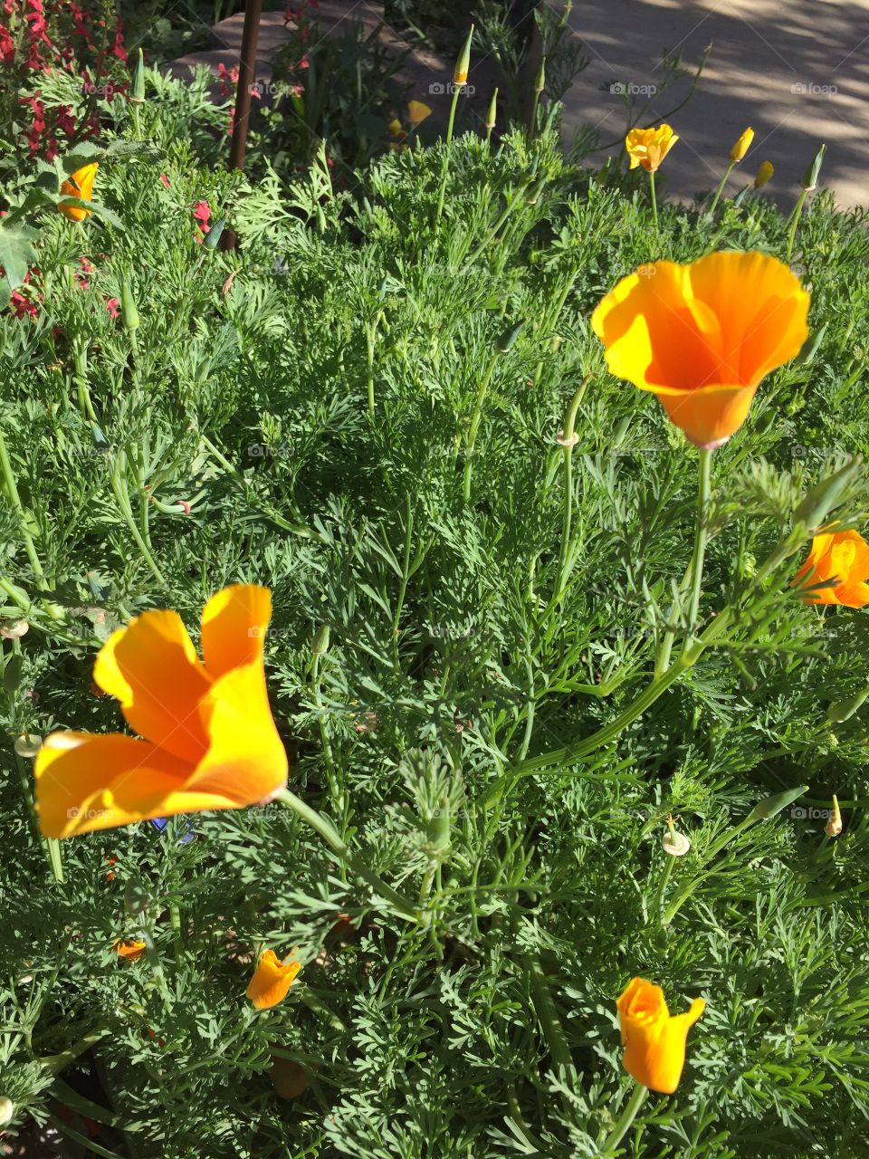 Orange flowers gently wave in the breeze. They are in a bright sidewalk garden with others of their kind. 