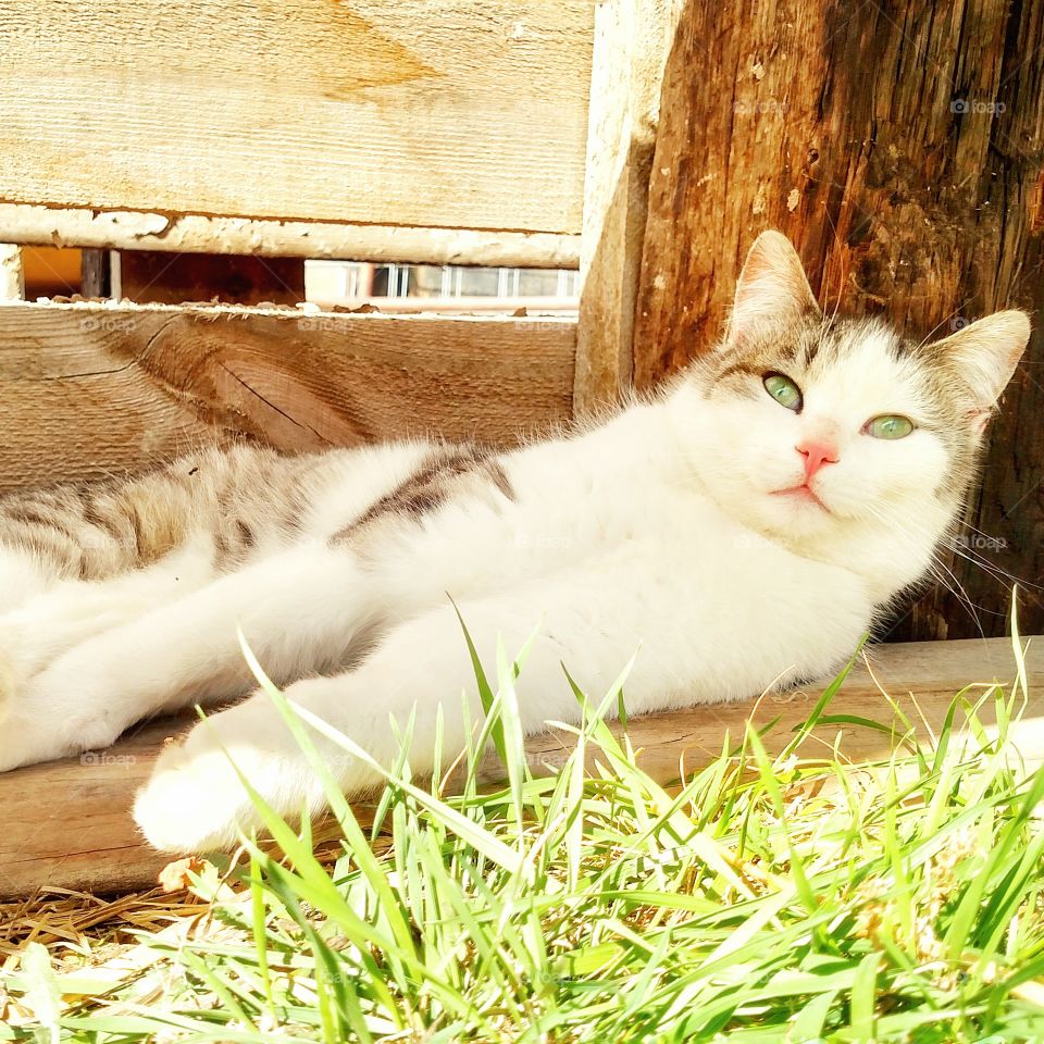 Cat sunning himself