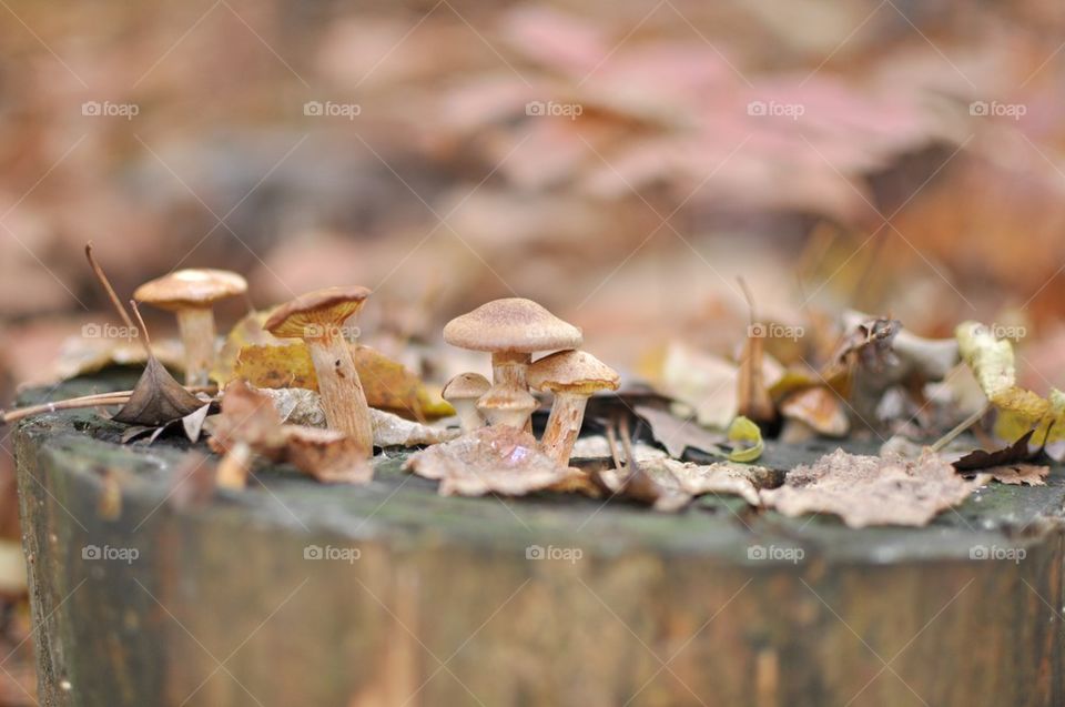Mushrooms growing in autumn forest