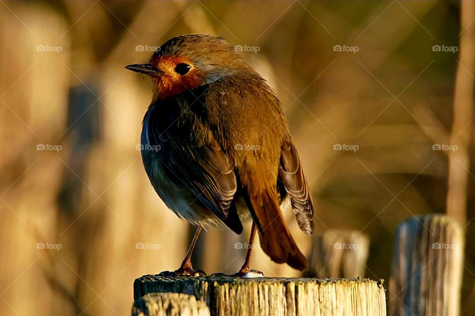 Close up on a Robin resting on a wood post in the gardens of Suscinio's castle