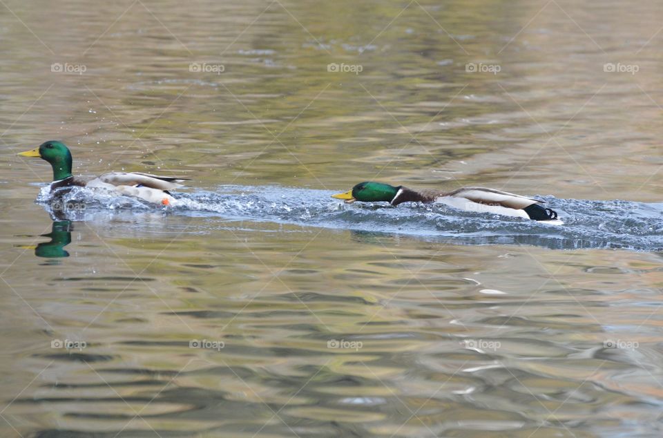 nature close up to mallard ducks in a territorial dispute