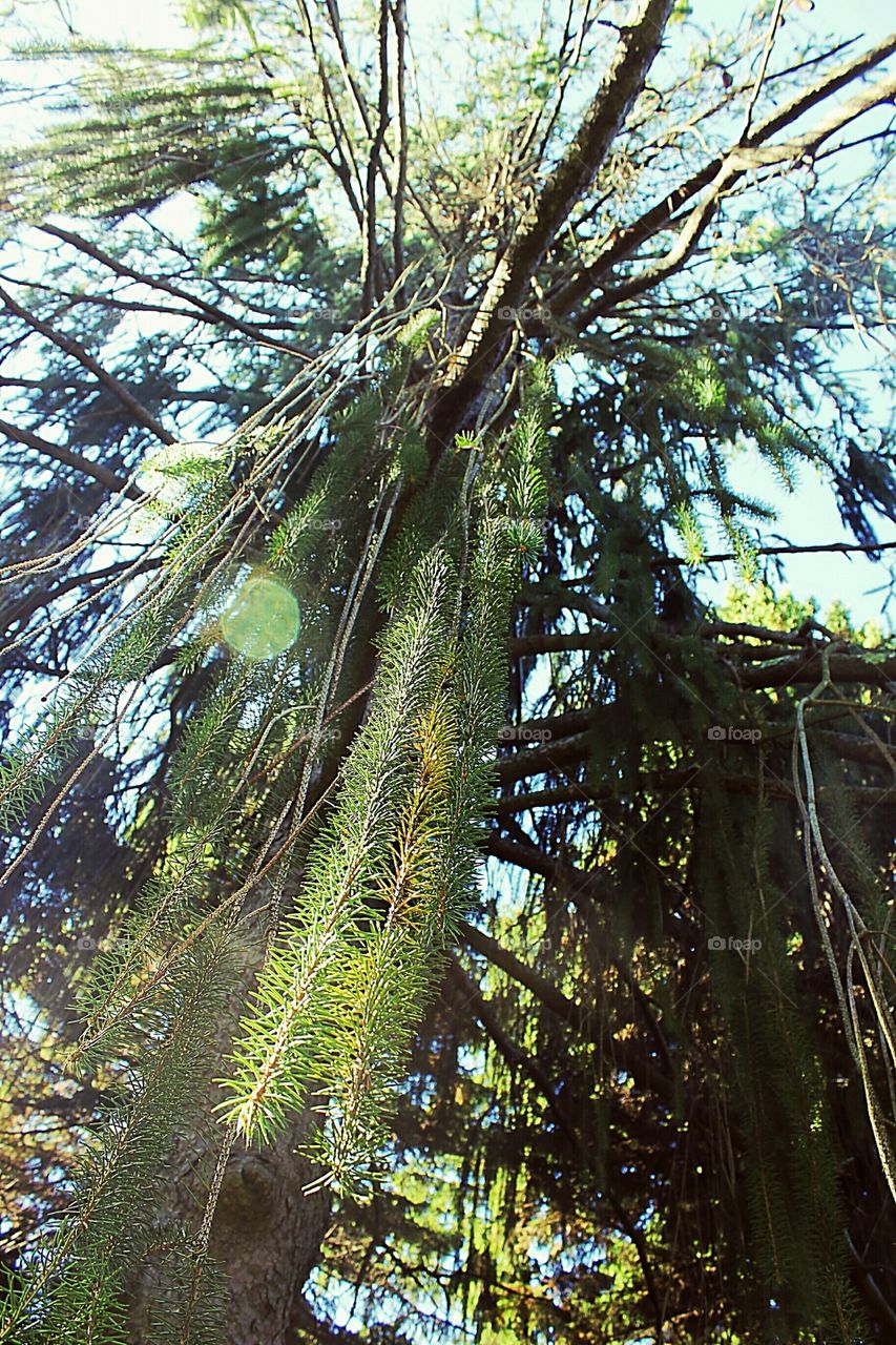 Sunlight passing through the tree