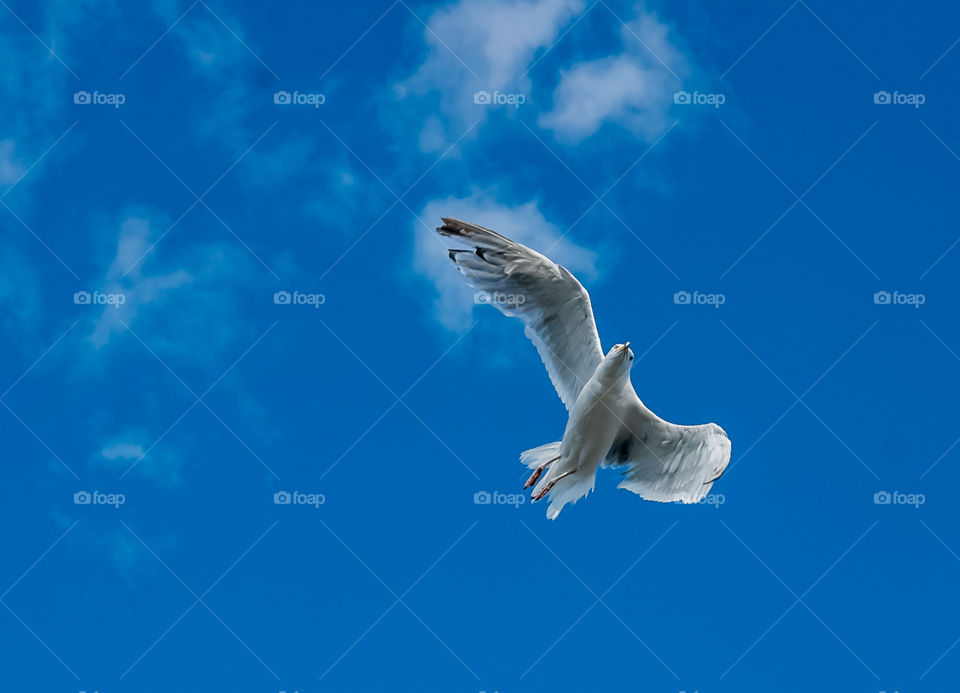 Seagull soaring with a blue sky