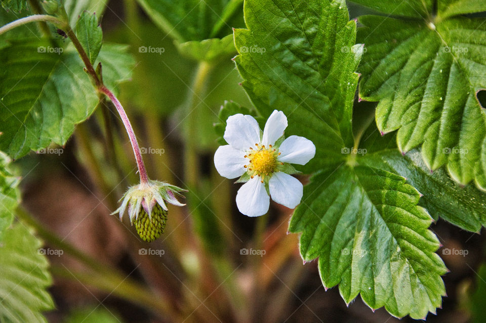 white flowers