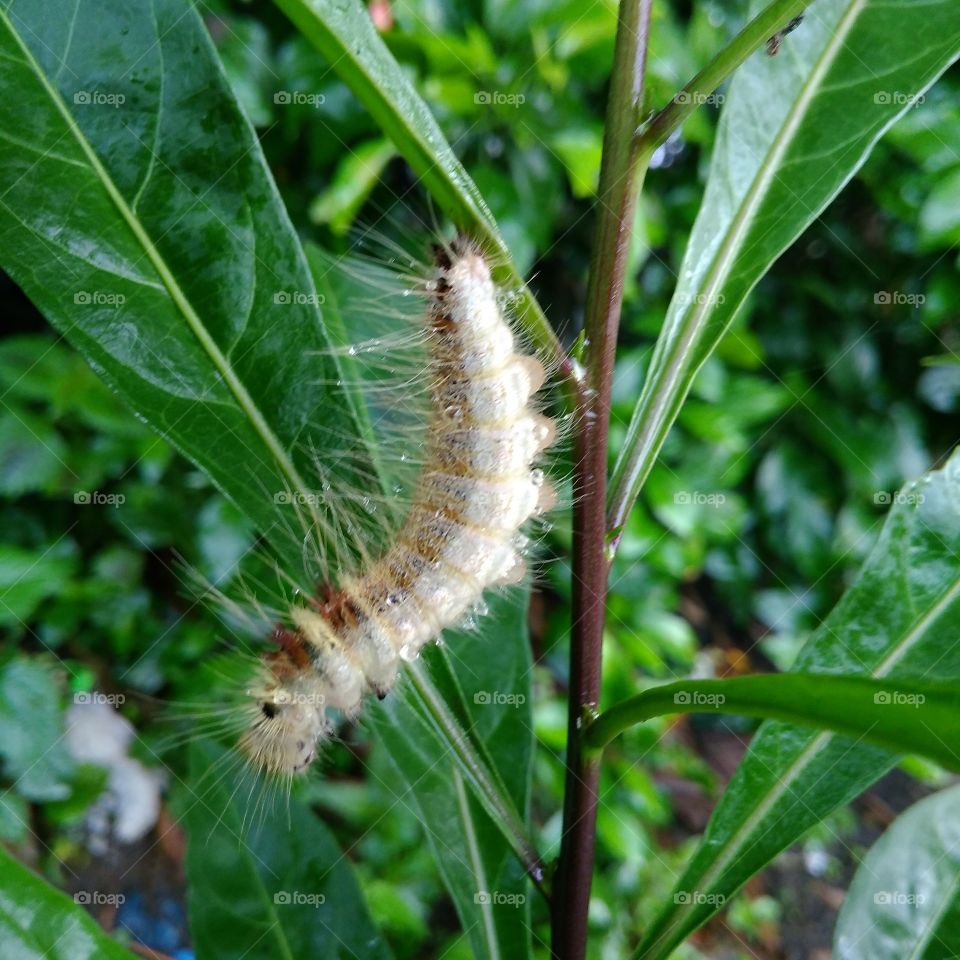 The lazy caterpillar