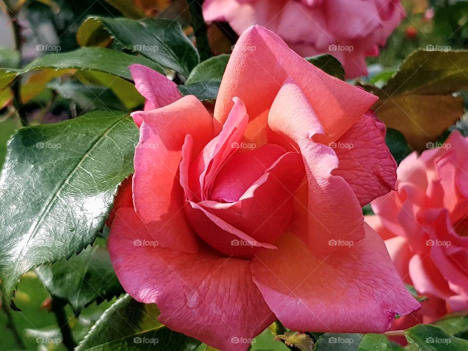 pink roses.