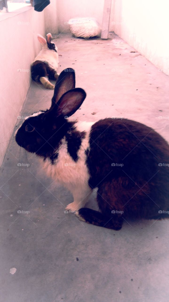 UP India Chakia Chandauli Rabbit