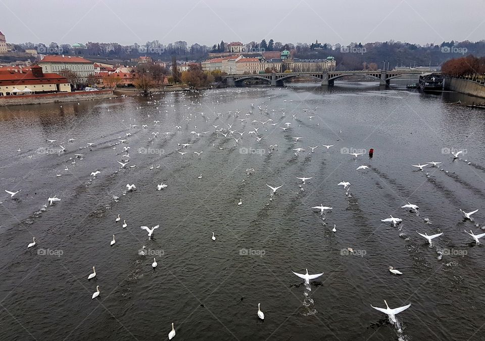 swans on the river