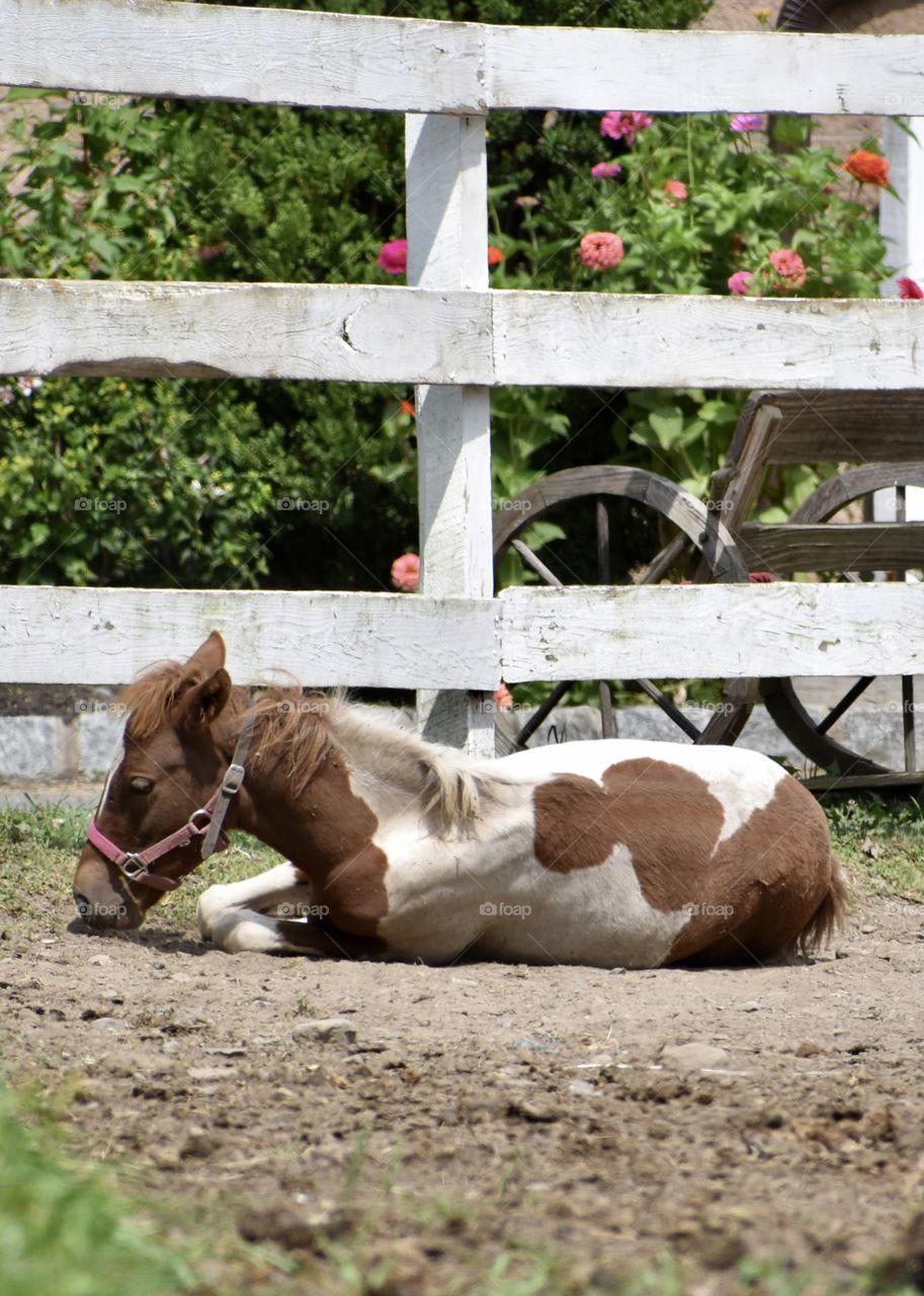 The new colt taking a rest