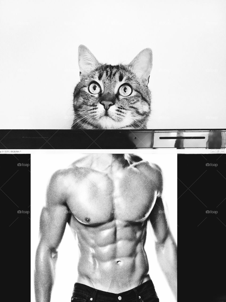 Cute cat with a pumped-up body. Funny photography