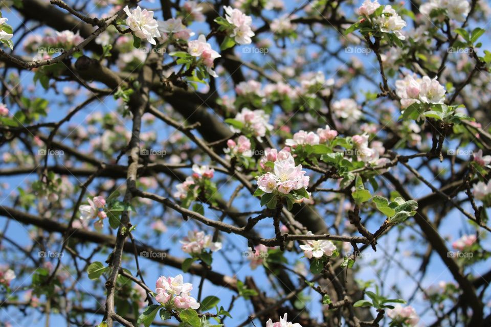 Spring bloom 💗🌸💗