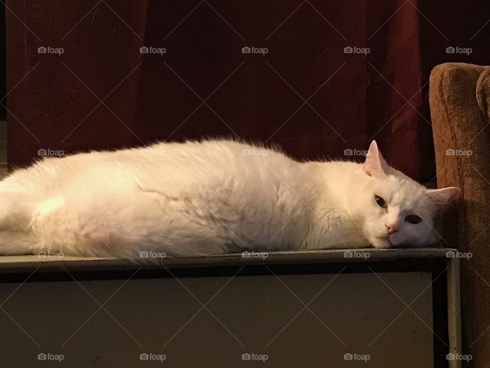 Our cat, Dumbledore. He's lounging around. 