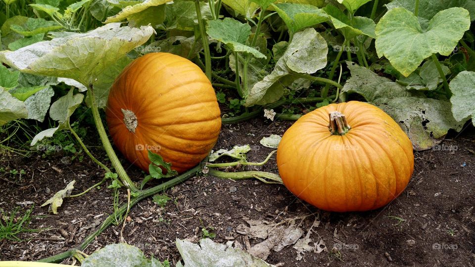 Pumpkins on the ground