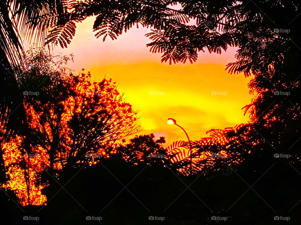 The street light in the sunset around the trees.