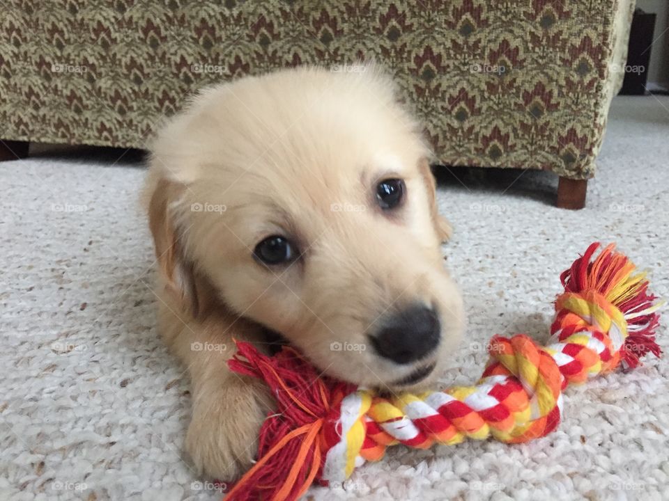 Golden retriever puppy 