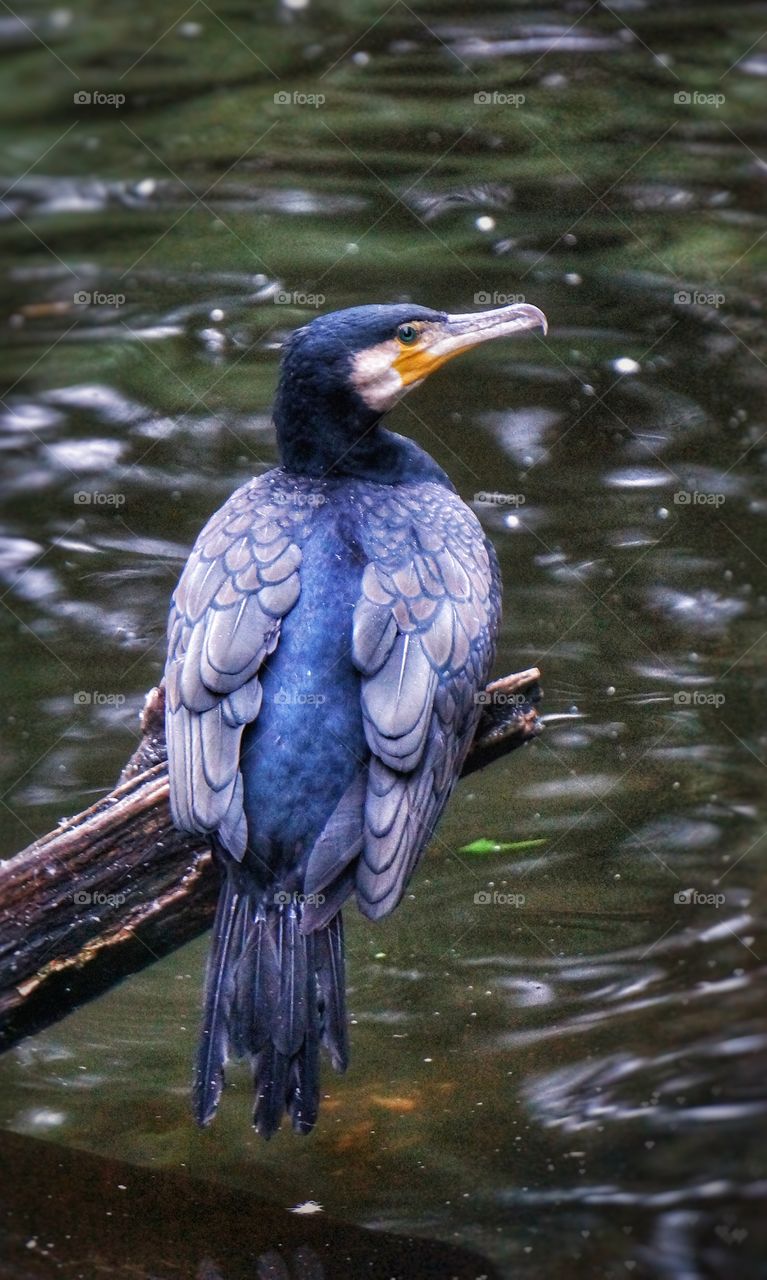 Amsterdam zoo