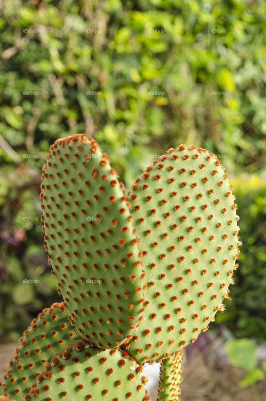 Opuntia Microdasys Cactus In Garden