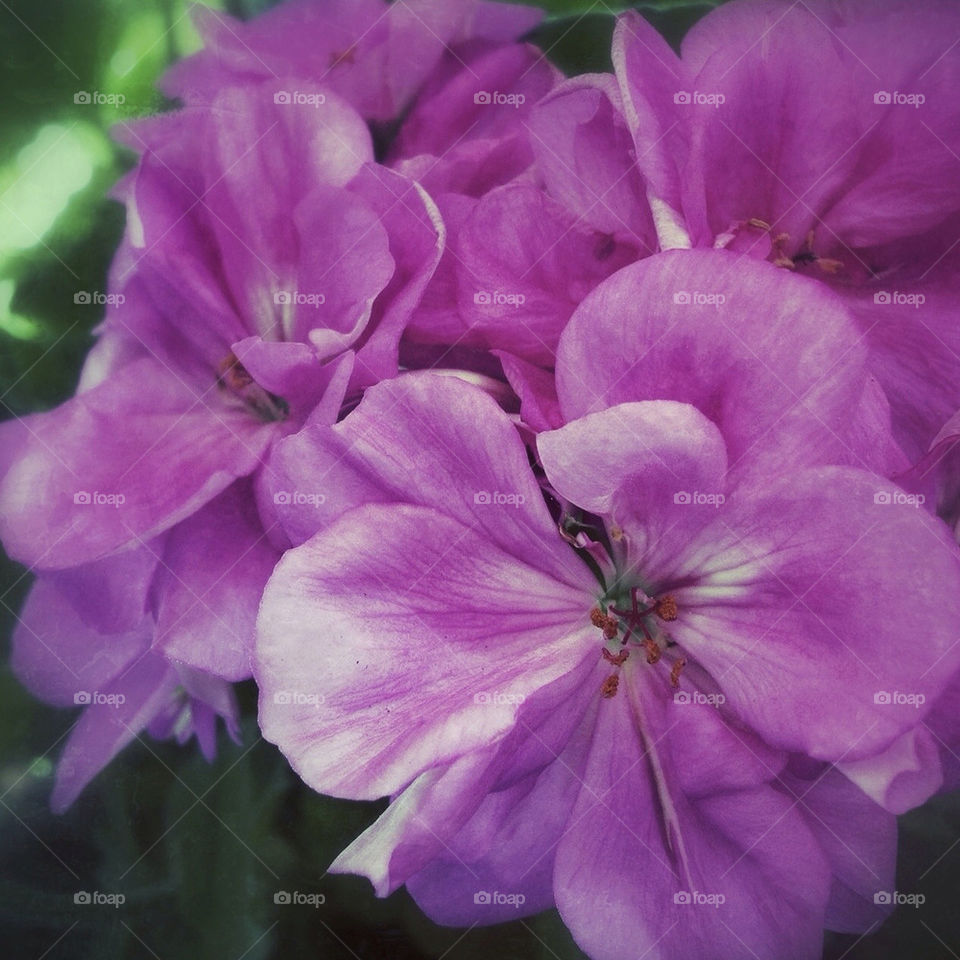 flowers nature pink by steftsantilas