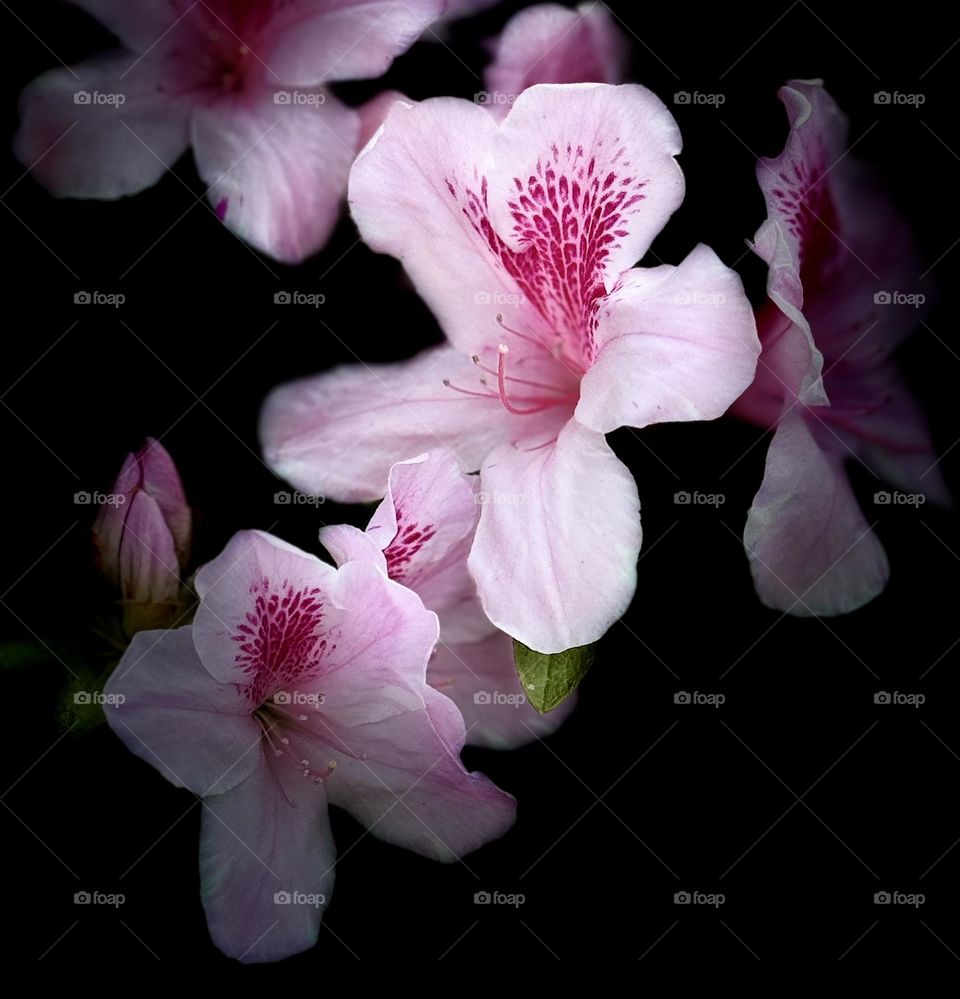 Azaleas