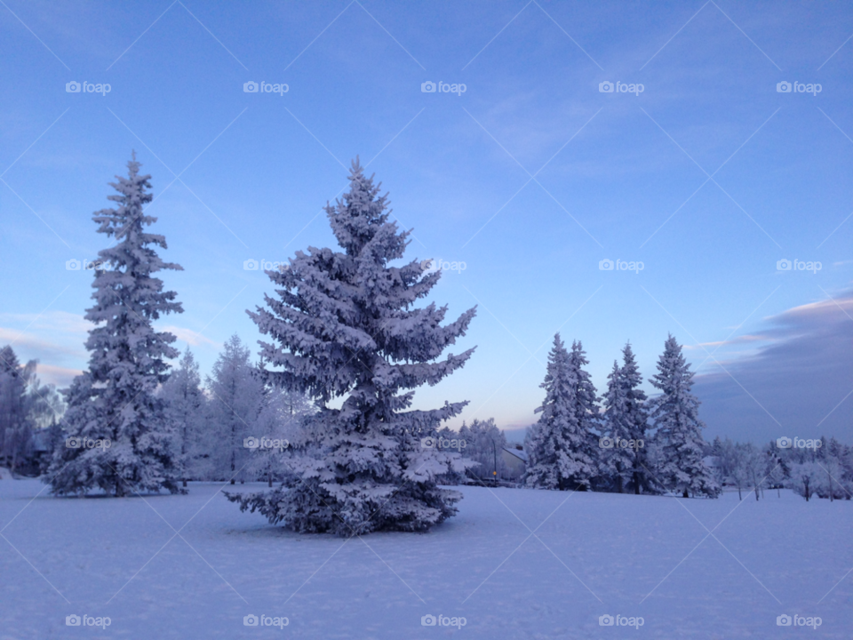 snow winter tree landscape by redrock