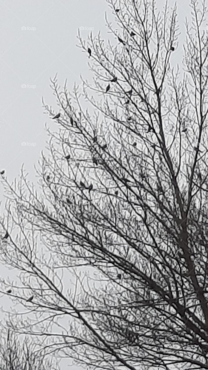 black silhouettes of birds sitting on branches of a tree